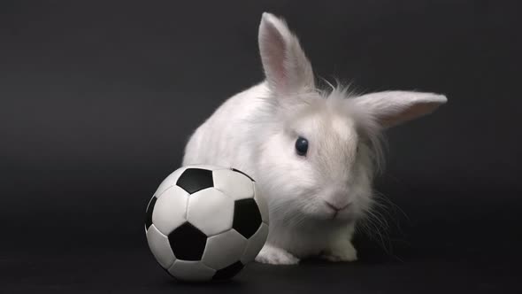White Rabbit and Soccer Ball on Black Background