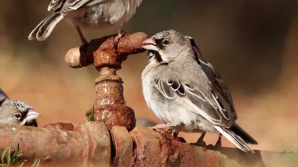 Scaly Feathered Weavers Drinking From A Leaking Tap