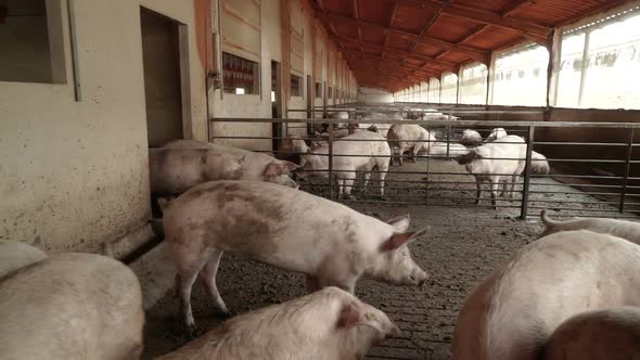 Pig farm with many pigs