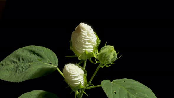 white hibiscus flower opening