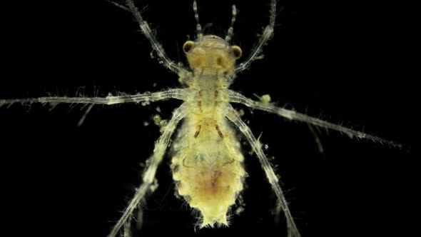 A Dragonfly Larva or Nymph Under a Microscope Order Odonata of the Libellulidae Family