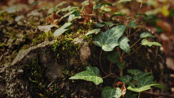 Ivy leaves in autumn woodland