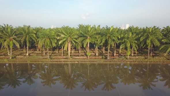 Aerial view reflection of oil palm trees