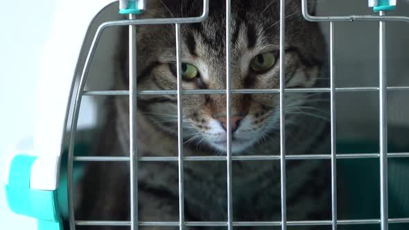 Gray cat in a cage for transportation