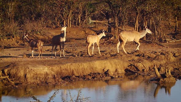 Greater kudu in Kruger National park, South Africa