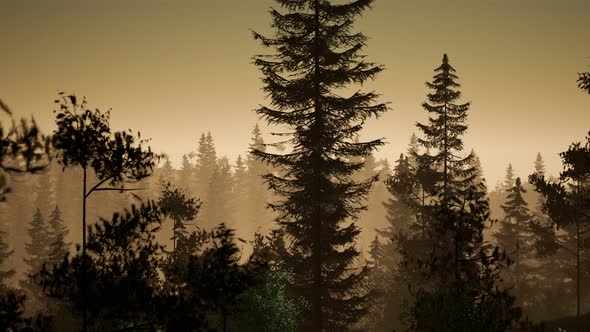 Misty Nordic Forest in Early Morning with Fog