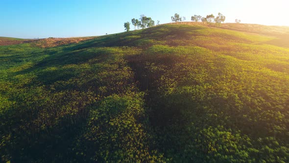 4K : Aerial view flight over the beautiful field in sunset. Countryside scenery.