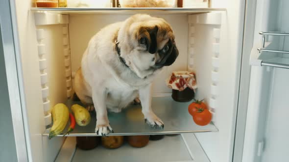 Сamera Is Approaching To Funny Pug Dog Which Sitting Inside the Refrigerator, Looking for Food or