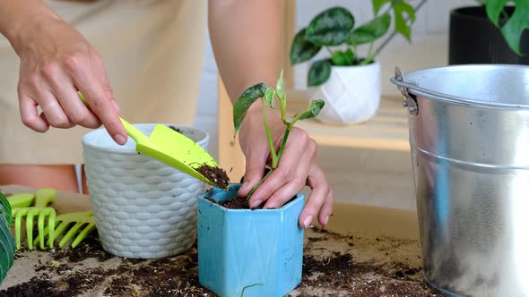 Woman hands transplants a potted houseplant philodendron brandtianum into a new ground in a blue pot