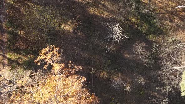 Vertical Video of Forest Landscape in Autumn Slow Motion