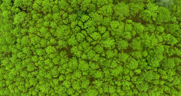 Top View of Pine Trees Forest