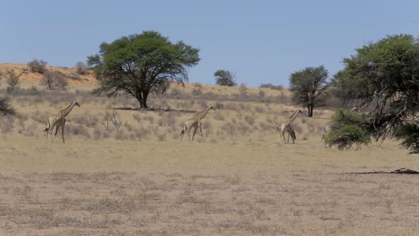 Giraffa camelopardalis in african bush