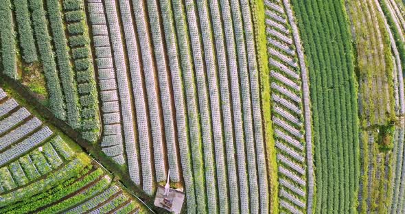 aerial drone view of a vegetable field in the village of Butuh, Magelang, Indonesia. bird eye view l