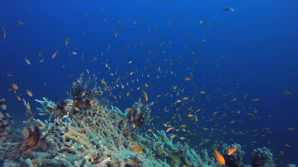 Lionfish Blue Sea Water