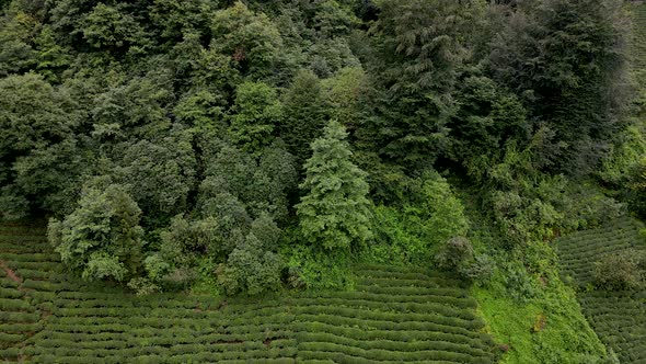 Forest And Tea Fields