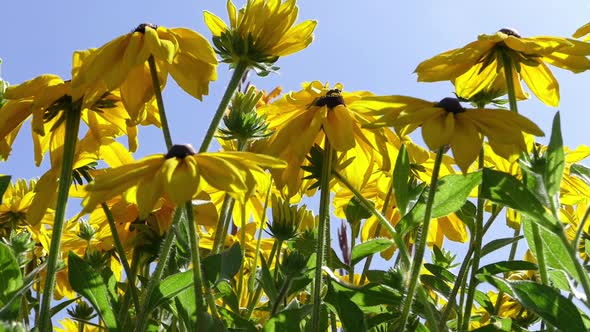 Goldstorm Flowers and Bees