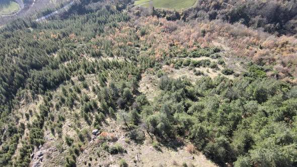 aerial forest landscape