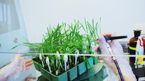 Young wheat plants prepare to infect