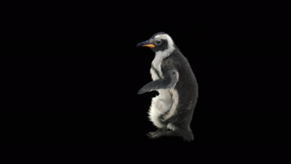 66 Penguin Dancing 4K