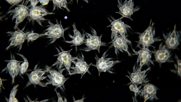 Zooplankton of the Black Sea Under the Microscope. The Colony Nauplios Cirripedia, Balanomorpha