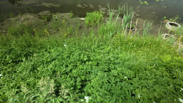 Yellow Water Lilies On The River In The City Park. Flight From The Coast. Aerial Photography.