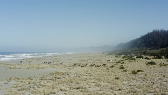 Forward tracking drone shot following elk moving in a herd across and beach