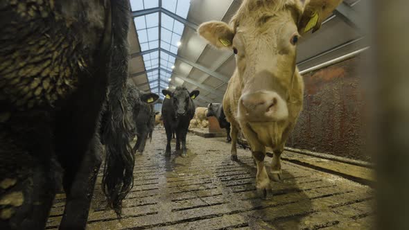 Livestock Dairy Cows In Industrial Milking Farm Barn, Static Low Angle