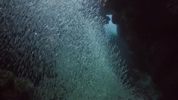 silversides hiding behind secret rocks