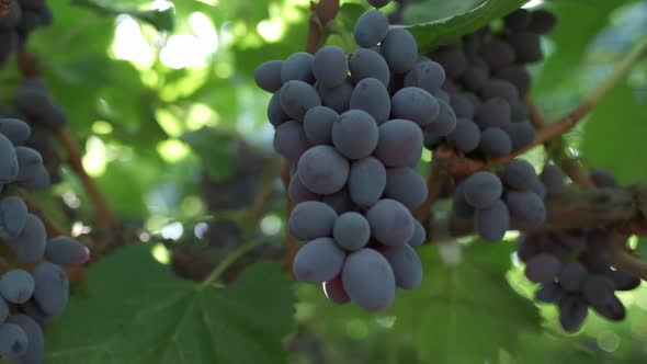 Bunches of Black Grapes Close Up