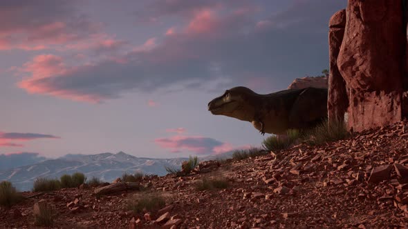 Tyrannosaurus Walks Through the Canyon in the Desert