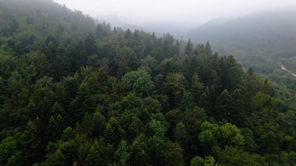 Aerial view low over foggy forest, on a dark, gloomy morning, in the Carphatian mountains, Ukraine -