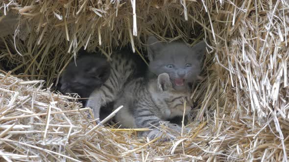 Kittens hidden in haystack mewing and looking to camera 4K 2160p UHD footage - Cute little felines i