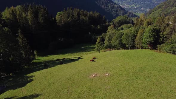 Flying towards cows in alpine field and tilt up to a mountain range. Autumn colours.