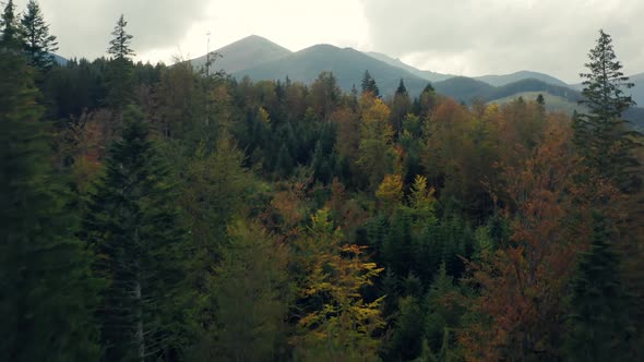 Clouds Dramatic Dark Mountains Forest Autumn Valley Pine