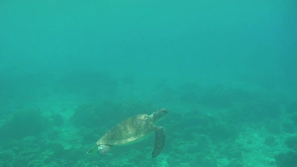 Turtle swimming in the sea around 
