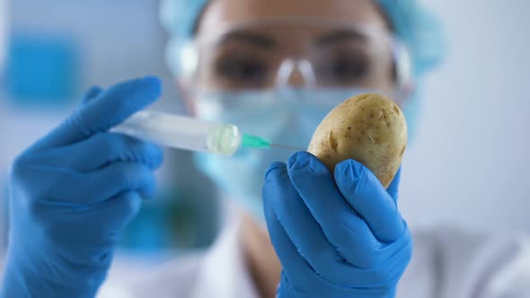 Female Scientist Injecting Chemical Liquid in Potato, Gmo and Food Biosafety