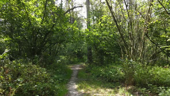 Green Forest with Trees By Day