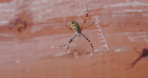 Close Up, Spider Argiope Bruennichi on the Web on a Tree Background