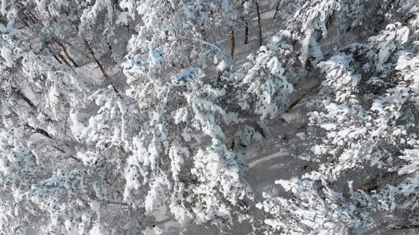 Flying Over a Snowy Winter Forest on a Sunny Day