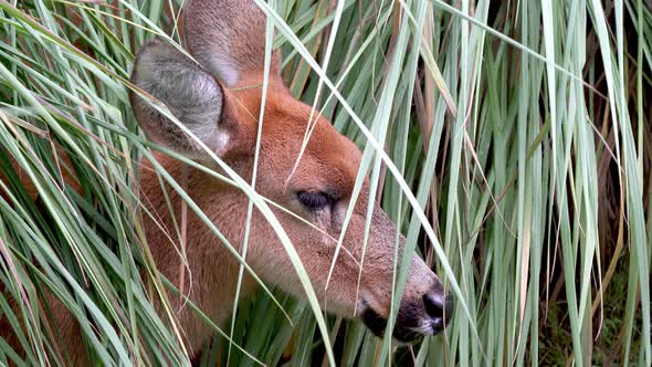 A close up head shot of a wild young marsh deer, blastocerus dichotomus hiding in the marshland aler