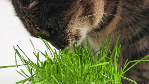 Tabby Cat Eats Green Oat Grass Sprouts on White Background