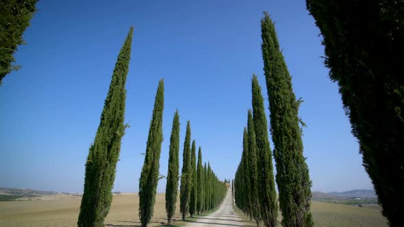 Cypress Trees Row along Tuscany Road - Driver POV