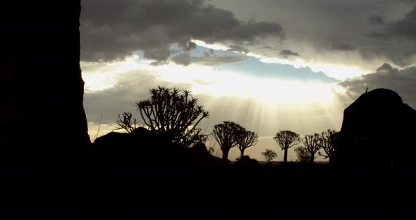 Stunning sun rays are bursting through the clouds, quiver tree forest, 4k