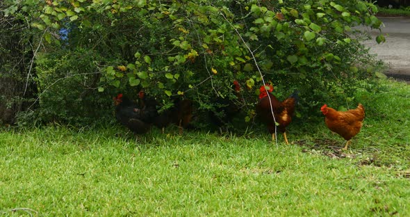 Chickens running wild in Johnson City Texas.