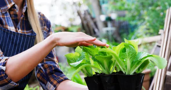 Gardener holding potted plant