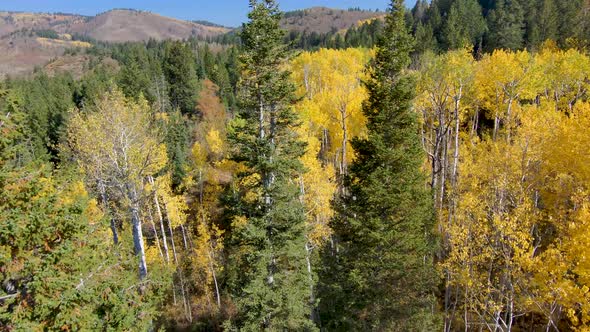 Flying between two pine trees towards an aspen grove in autumn with vivid yellow leaves in the mount