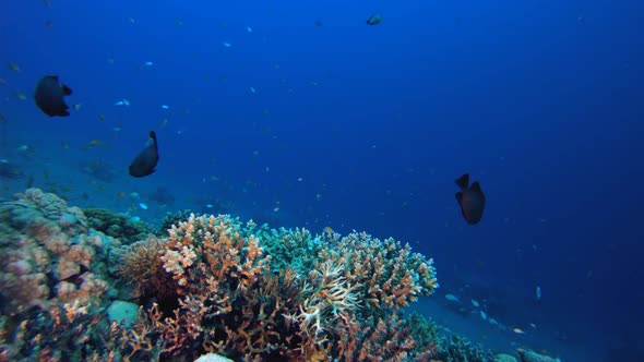 Reef Underwater Tropical Corals Garden