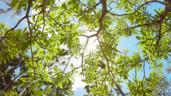 Green Jungle Trees and Palms Against Blue Sky and Shining Sun. Travel Vacation Nature Concept