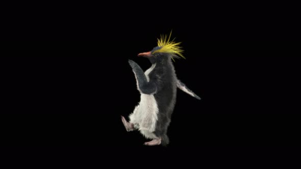 Penguin Dancing 4K