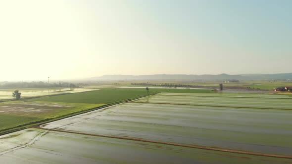 Aerial: Flying Over Rice Paddies, Flooded Cultivated Fields Farmland